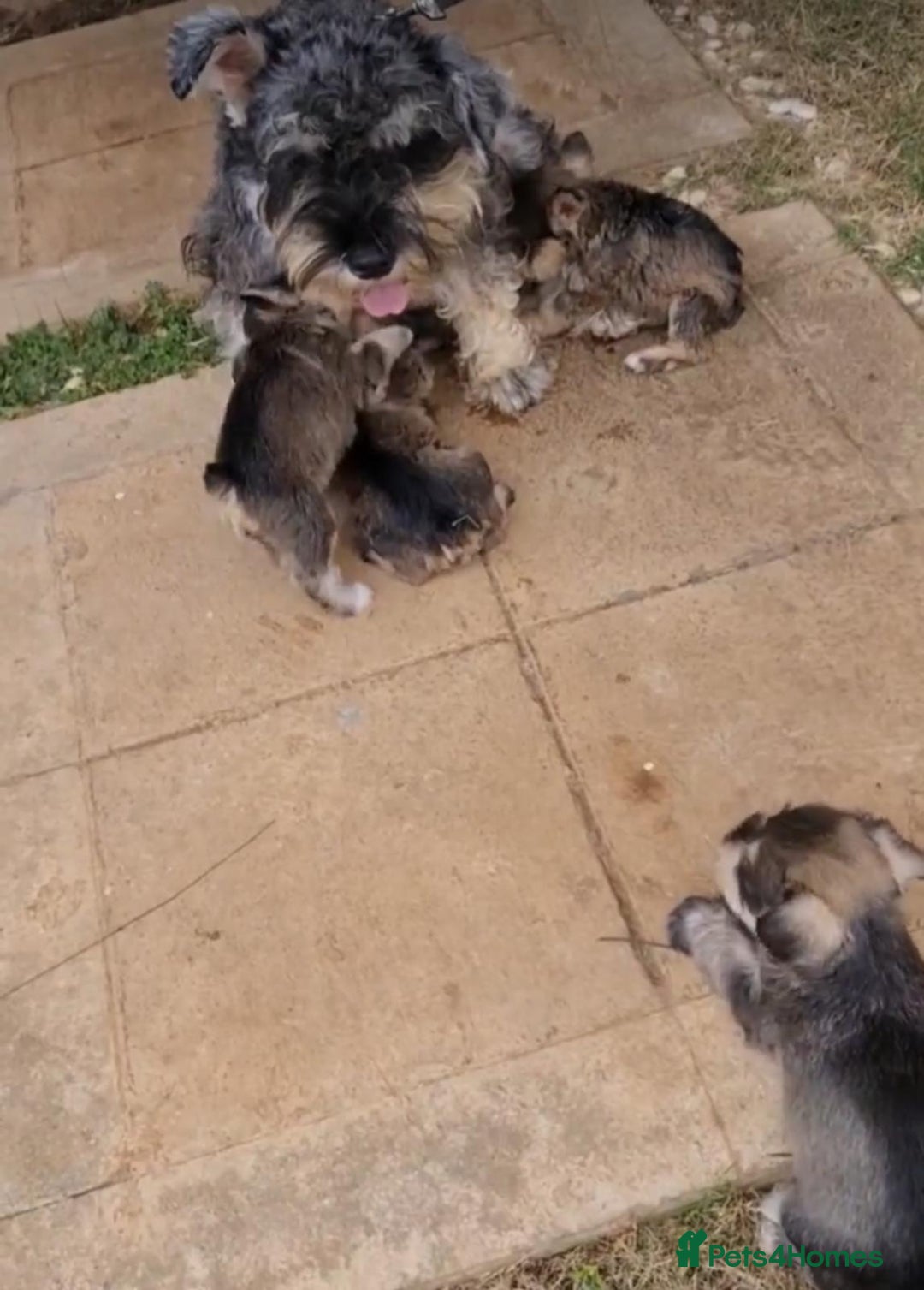 Miniature Schnauzer dogs for sale: Purebred Miniature Schnauzer Puppies - Image 8