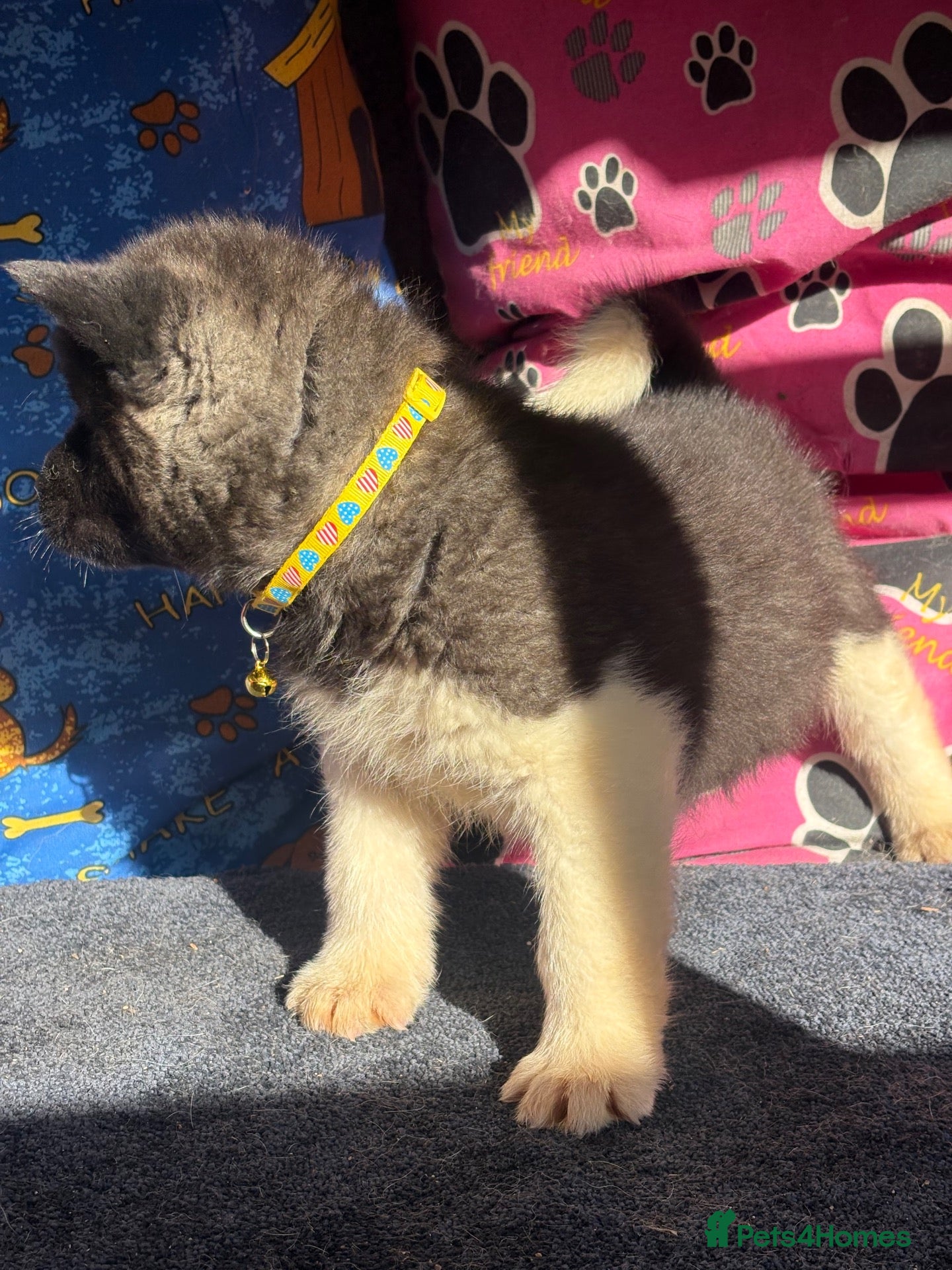 Akita dogs Beautiful American Akita Puppies - Advert 2