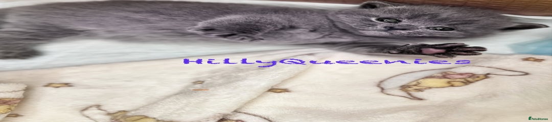 British Shorthair Kitten 1
