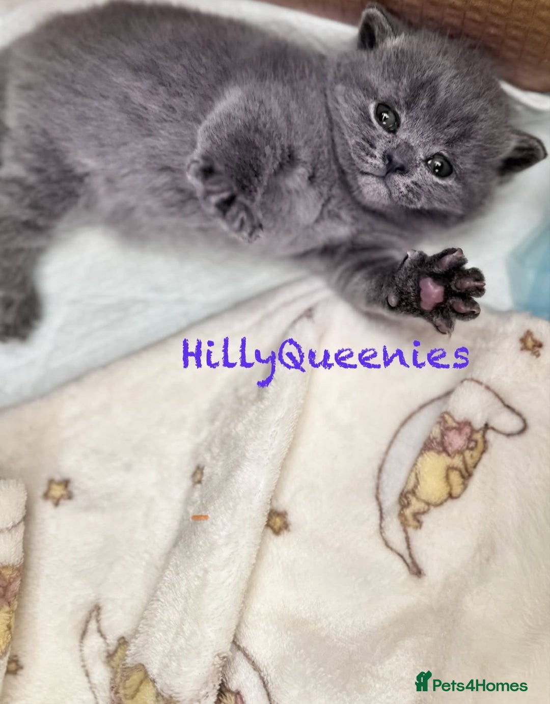 British Shorthair cats for sale: British Shorthair 5th Gen Pedigree kittens🐾 - Image 2