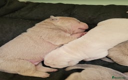 Shar Pei dogs for sale: Shar Pei Puppies - Image 5