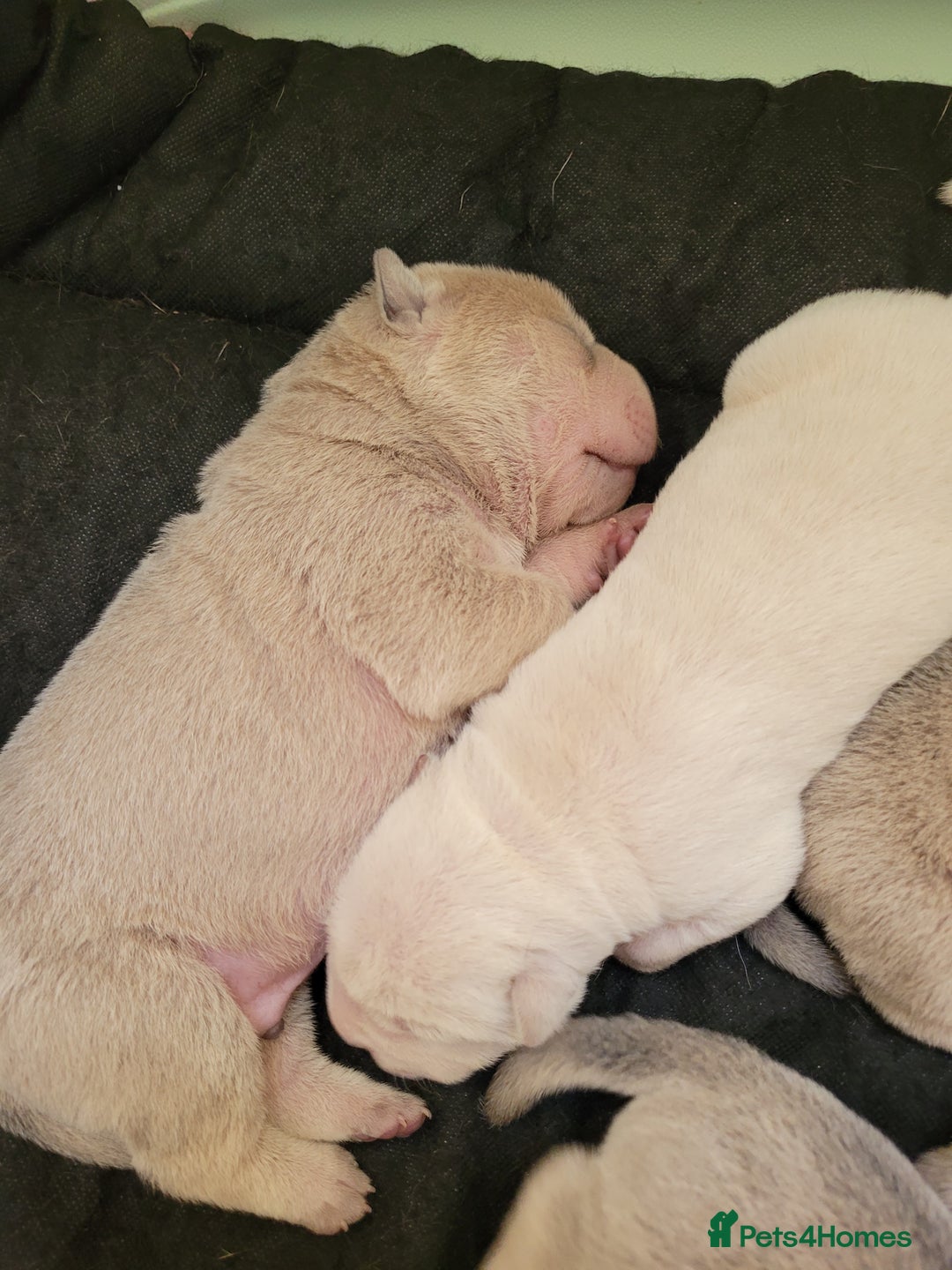 Shar Pei dogs for sale: Shar Pei Puppies - Image 5