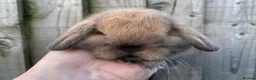 Mini Lop rabbits for sale: 🧡Gorgeous and friendly mini lop babies 🧡 - Advert 5