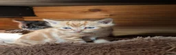 Mixed Breed cats for sale: 2 Bengal/Norwegian forest Kittens  - Advert 16