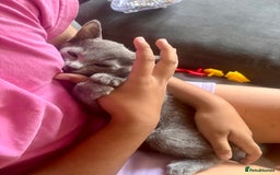 Russian Blue cats for sale: READY TO LEAVE pure pedigree Russian blue kittens! - Image 16