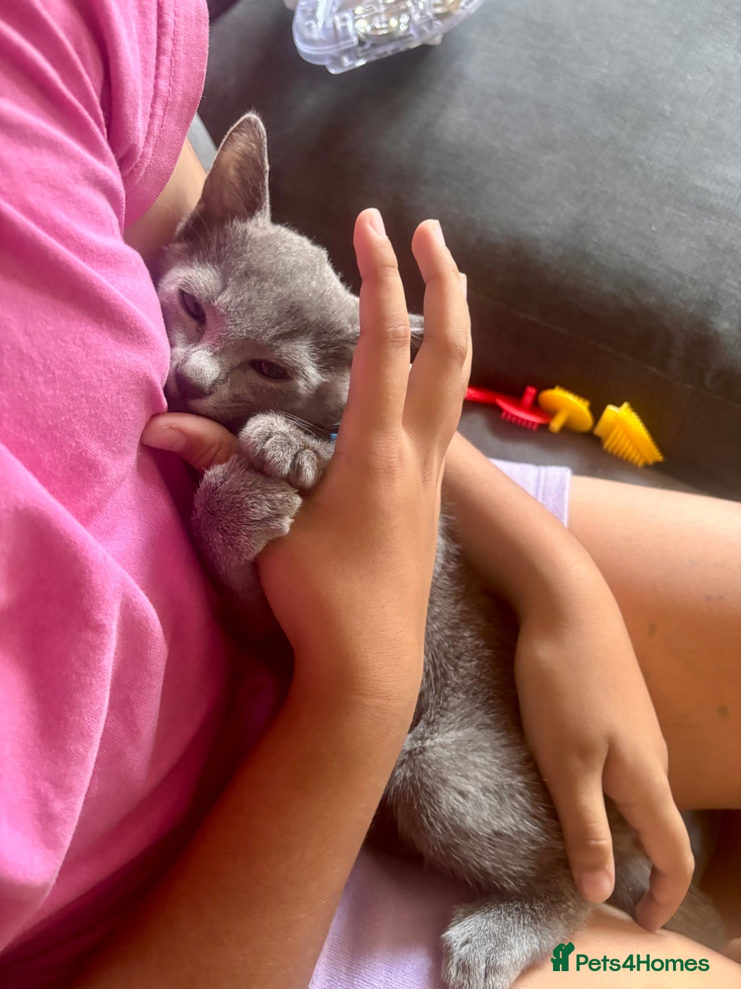 Russian Blue cats for sale: READY TO LEAVE pure pedigree Russian blue kittens! - Image 16