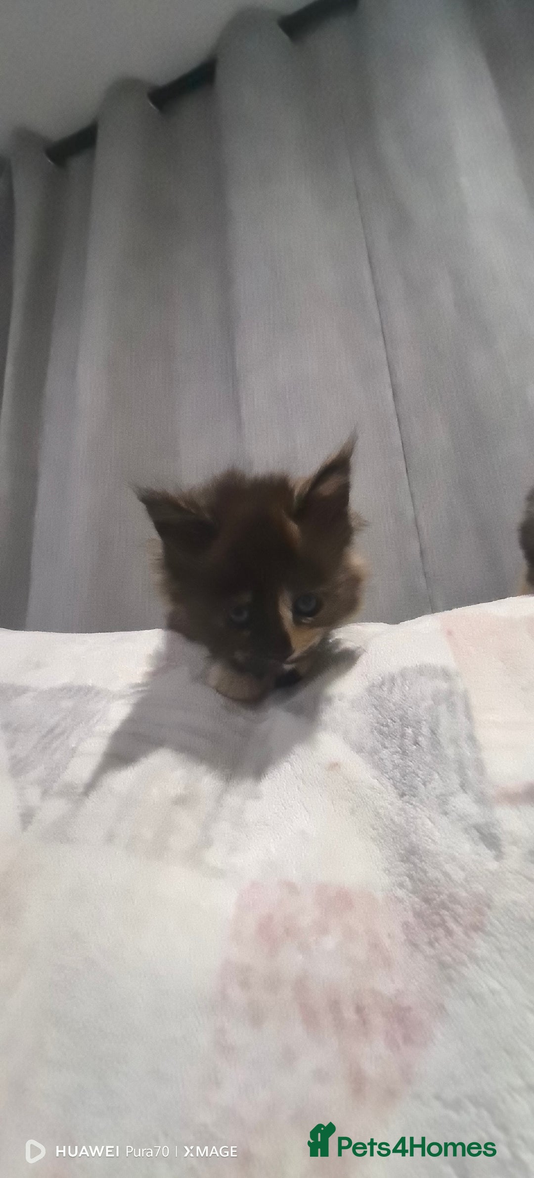 Maine Coon cats for sale: kittens Main Coon - Advert 2