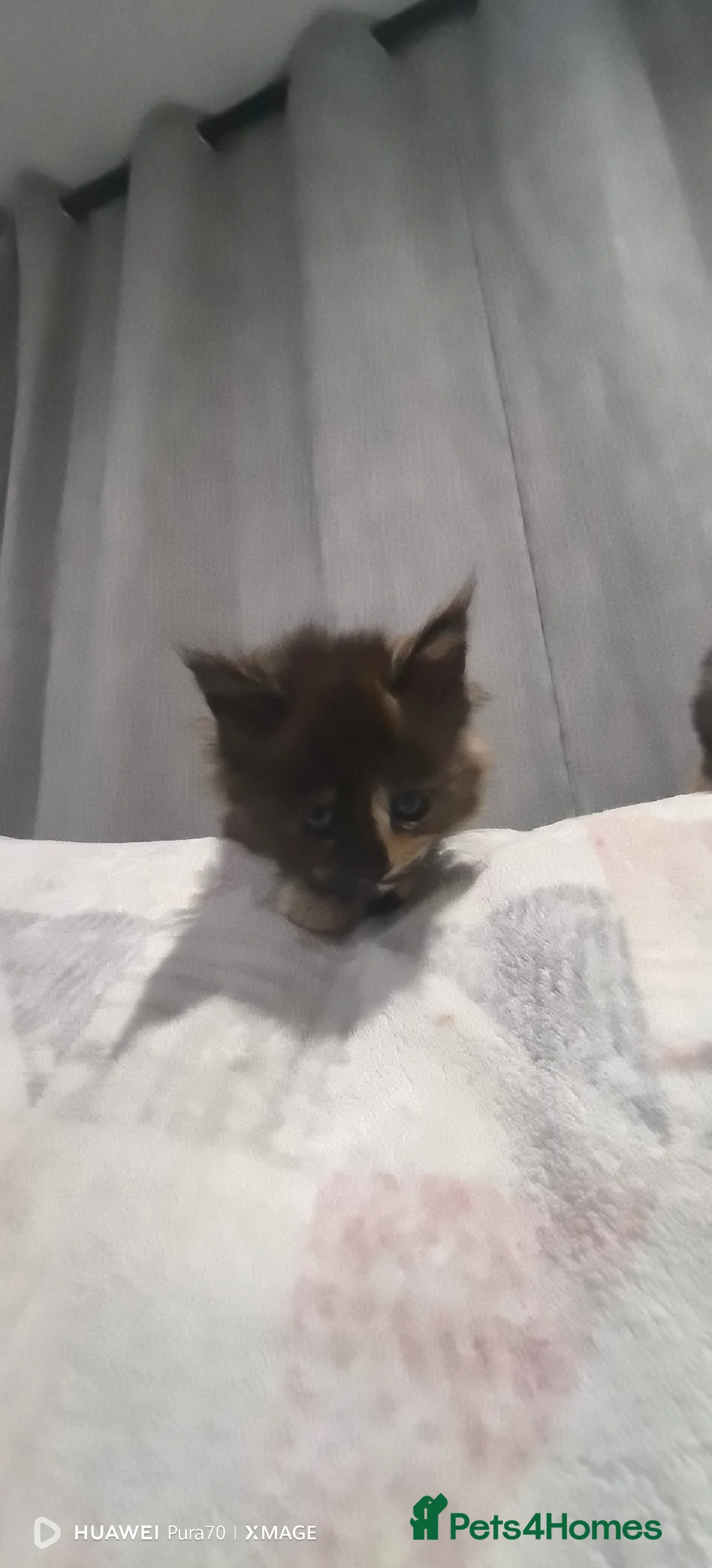 Maine Coon cats for sale: kittens Main Coon - Advert 2