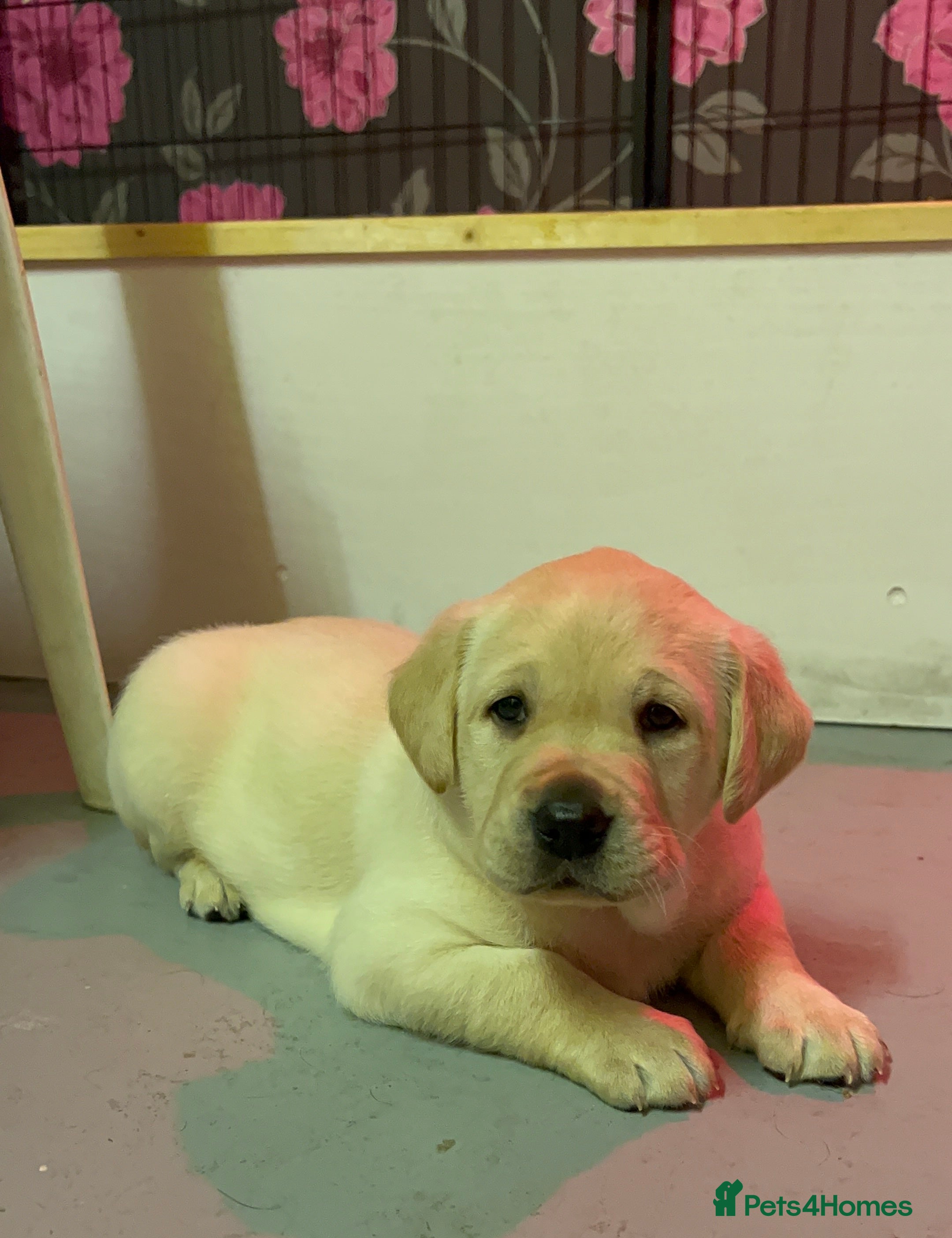 Labrador Retriever dogs KC Registered Royal Bloodline Puppies - Advert 2