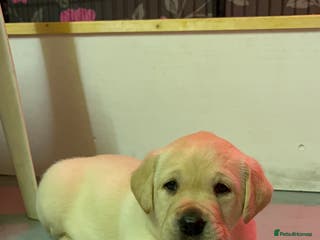 Labrador Retriever dogs KC Registered Royal Bloodline Puppies - Advert 2