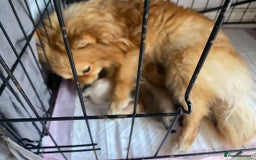Pomeranian dogs for sale: Energetic Pome - Image 12
