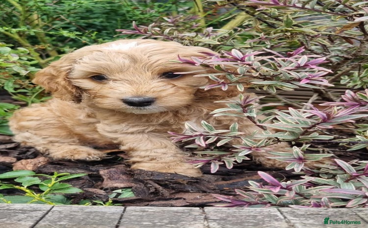 Cockapoo dogs - Advert 4