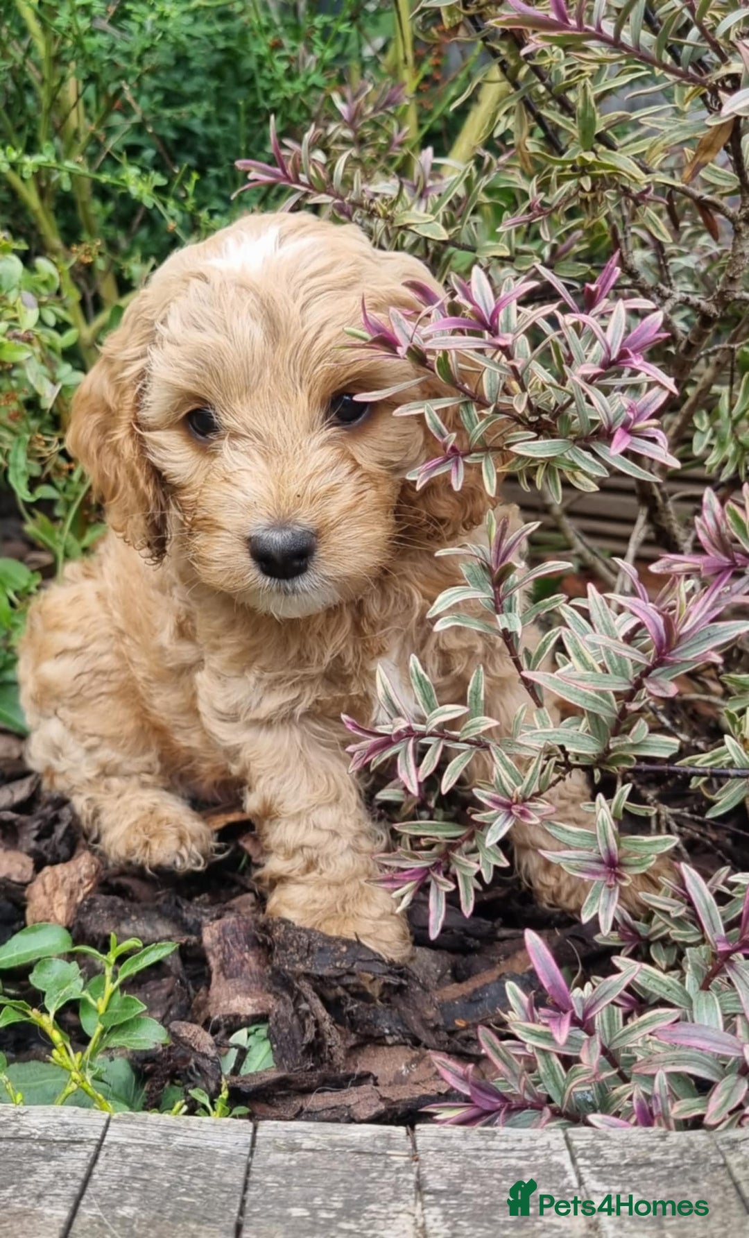 Cockapoo dogs for sale: Toy cockapoo - Image 2