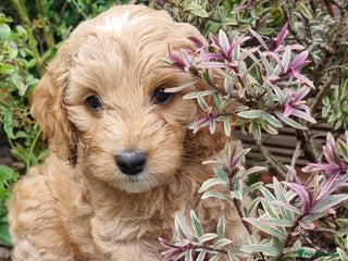 Cockapoo dogs - Advert 19