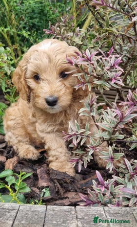 Cockapoo dogs - Advert 1