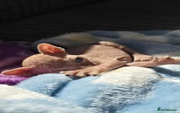 Sphynx cats for sale: 2 Sphynx Kittens. - Image 6