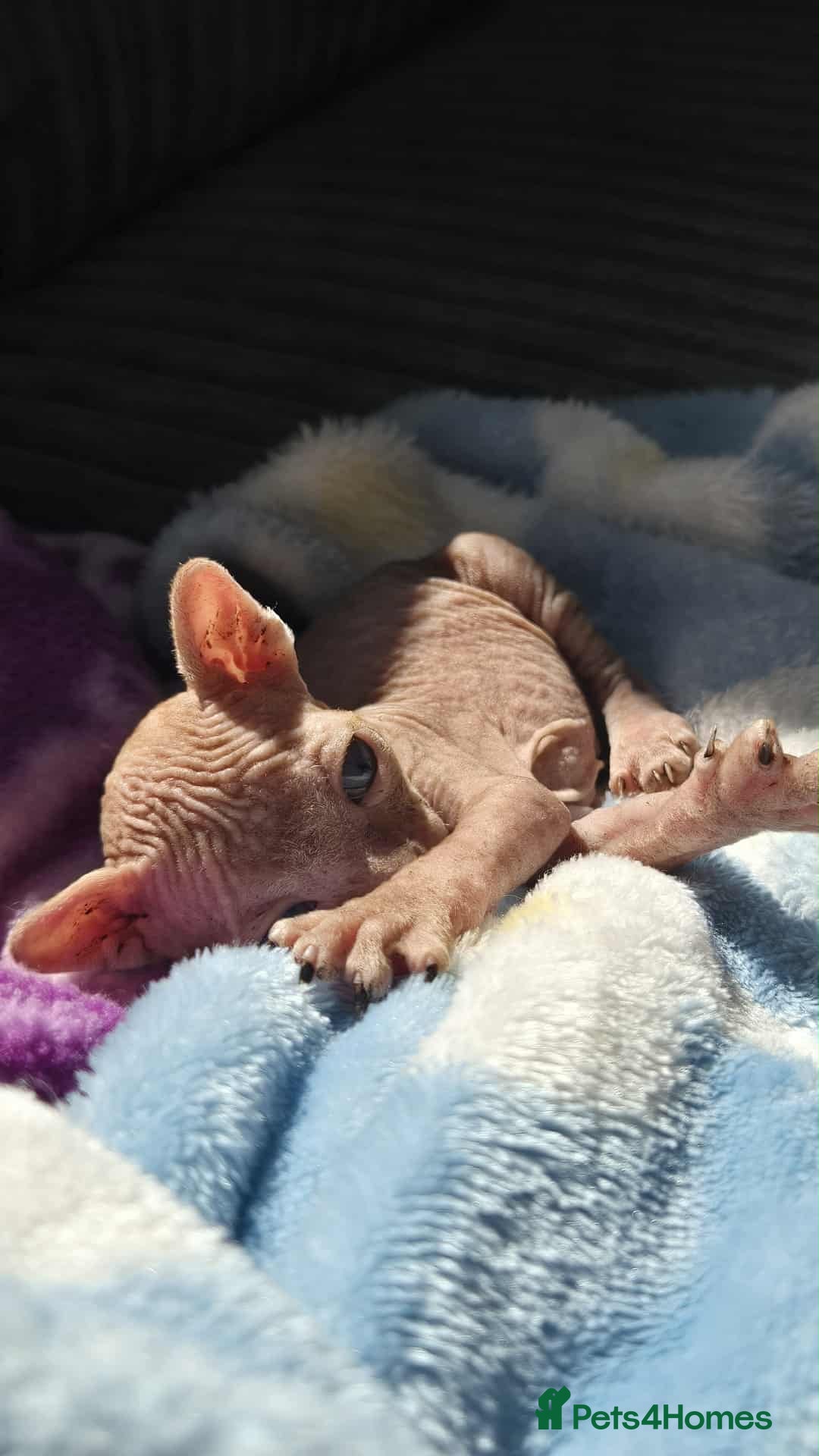 Sphynx cats for sale: 2 Sphynx Kittens. - Image 6