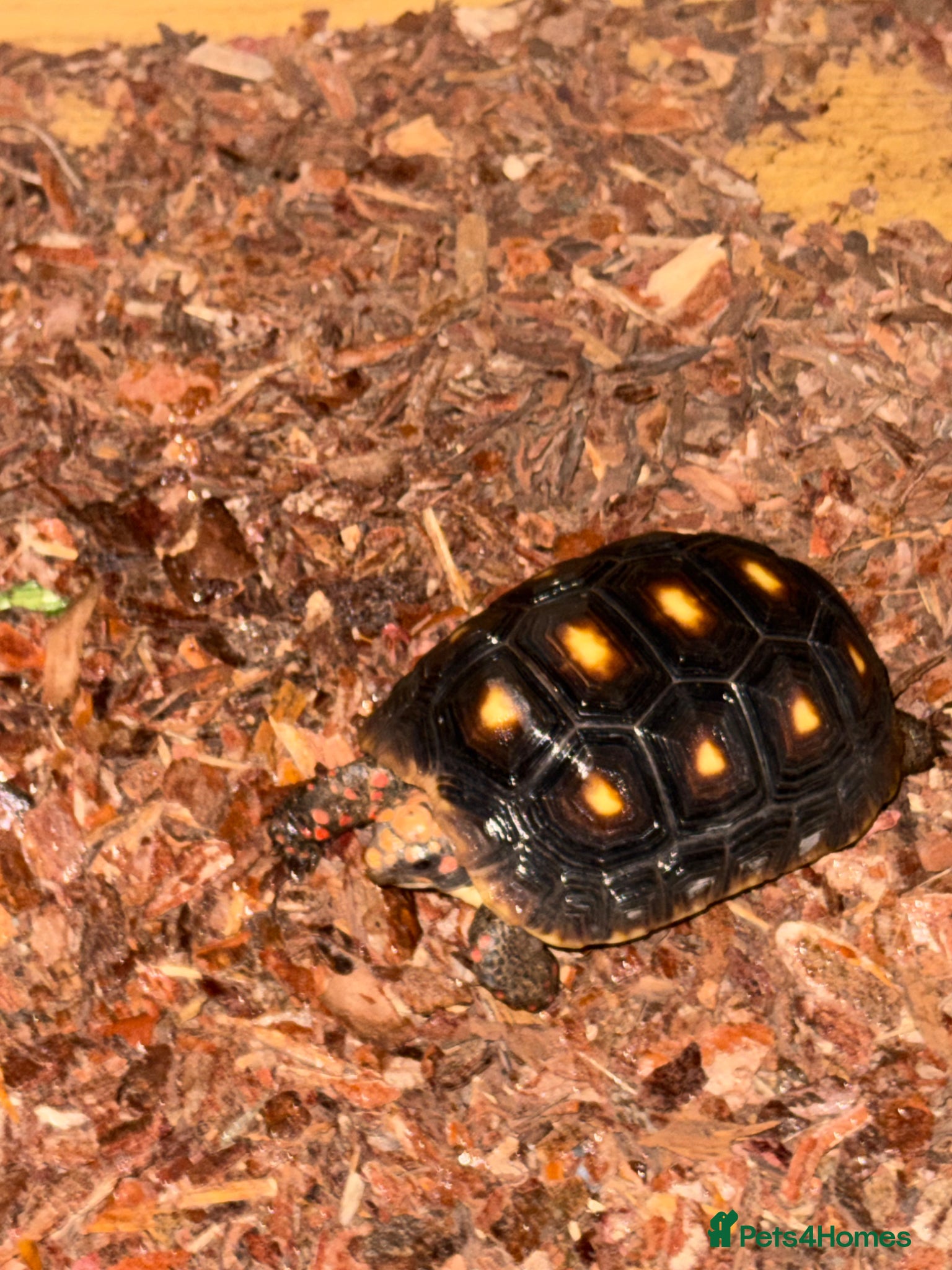 Tortoise reptiles for sale: Red foot tortoise  in Saint Leonards-on-sea - Advert 35