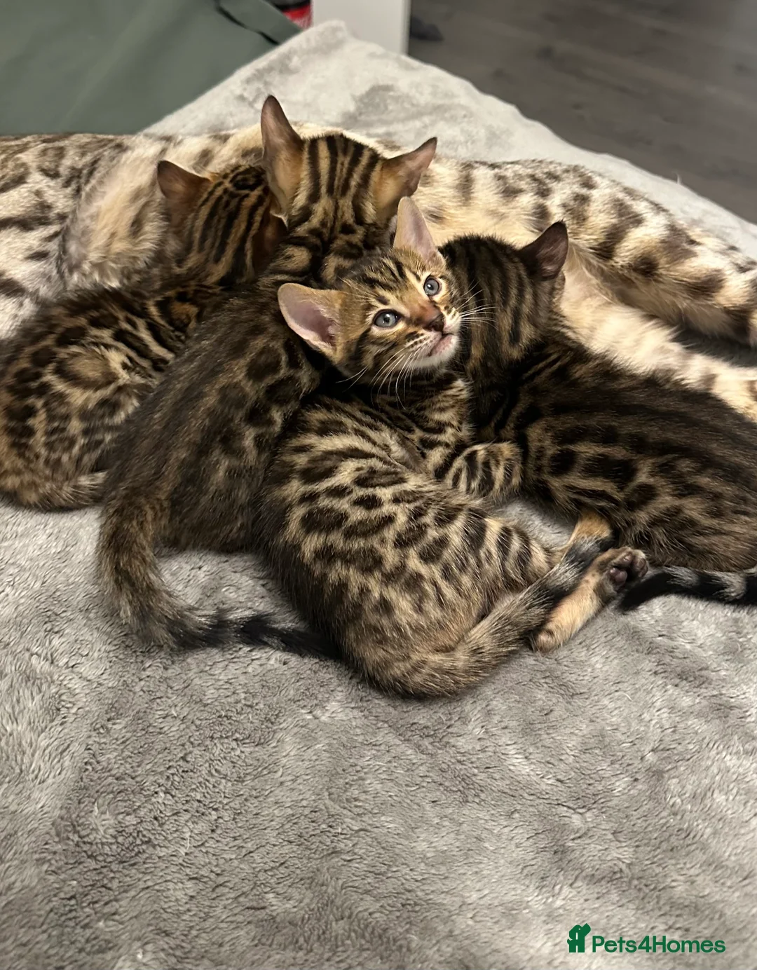 Bengal cats for sale: Bengal kittens for sale - Advert 7