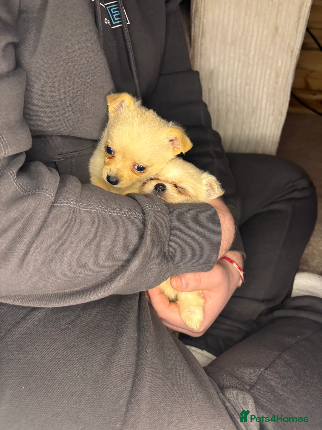 Pomchi dogs for sale: Pomchi puppy’s  - Advert 17