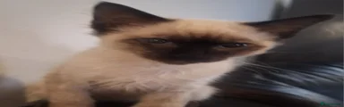 Siamese 2
