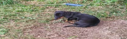 Miniature Dachshund dogs for sale: Dapple & Tan Miniature Dachshund Pups – Ready NOW! in Bristol - Advert 2
