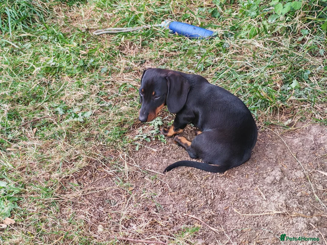 Miniature Dachshund dogs for sale: Dapple & Tan Miniature Dachshund Pups – Ready NOW! in Bristol - Advert 2
