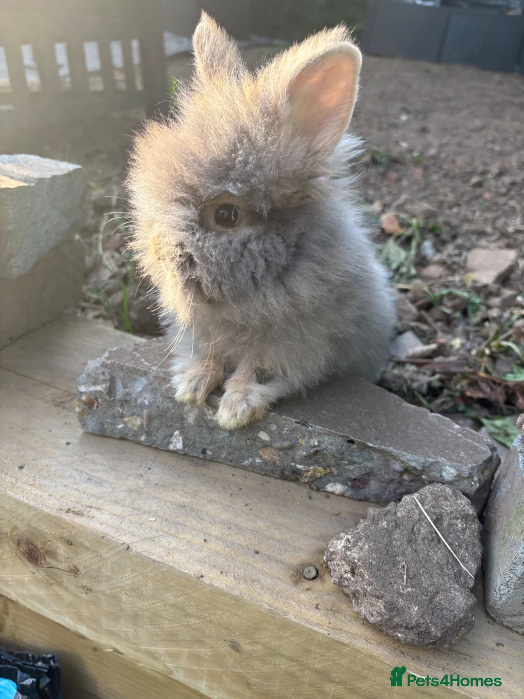 Angora rabbits for sale: One angora buck reduced  - Advert 2