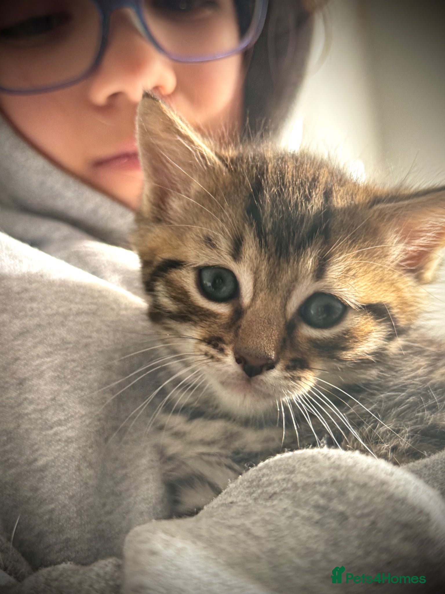 Mixed Breed cats 🐾 Exquisite Ragdoll x Bengal Baby Kittens 🐾 - Advert 2