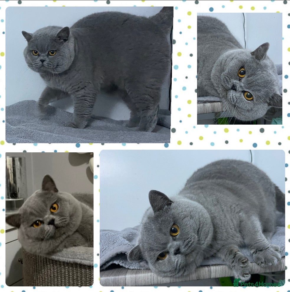 British Shorthair cats BLUE GCCF & TICA STUD CHAMPION LINES  in Derby - Advert 14