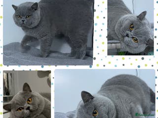 British Shorthair cats BLUE GCCF & TICA STUD CHAMPION LINES in Derby - Advert 21