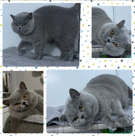 British Shorthair cats BLUE GCCF & TICA STUD CHAMPION LINES in Derby - Advert 17