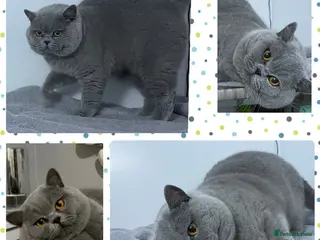 British Shorthair cats BLUE GCCF & TICA STUD CHAMPION LINES in Derby - Advert 11