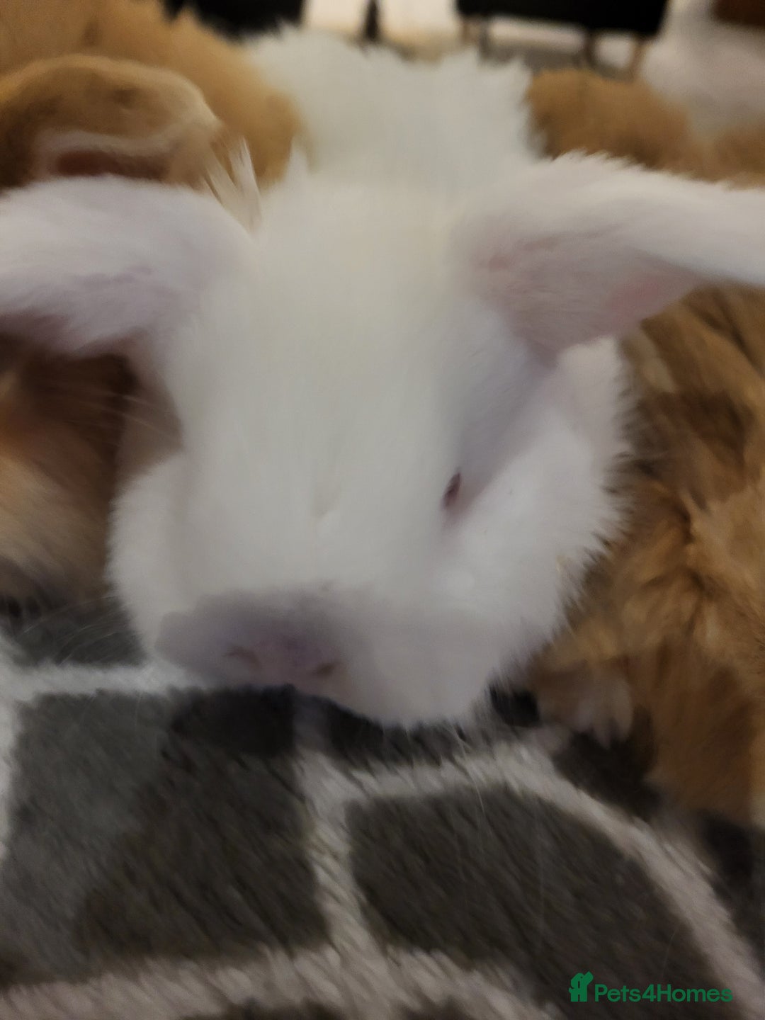 Mini Lop rabbits for sale: Gorgeous Mini Lop Bunnies ready in 2 weeks Reserve - Advert 8