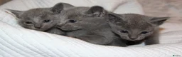 Russian Blue cats for sale: 🥇GCCF AWARD WINNING RUSSIAN BLUES M&F 16 & 9 WKS - Advert 8