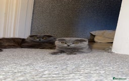 Scottish Fold cats for sale: Gorgeous fluffy Scottish fold available - Image 4