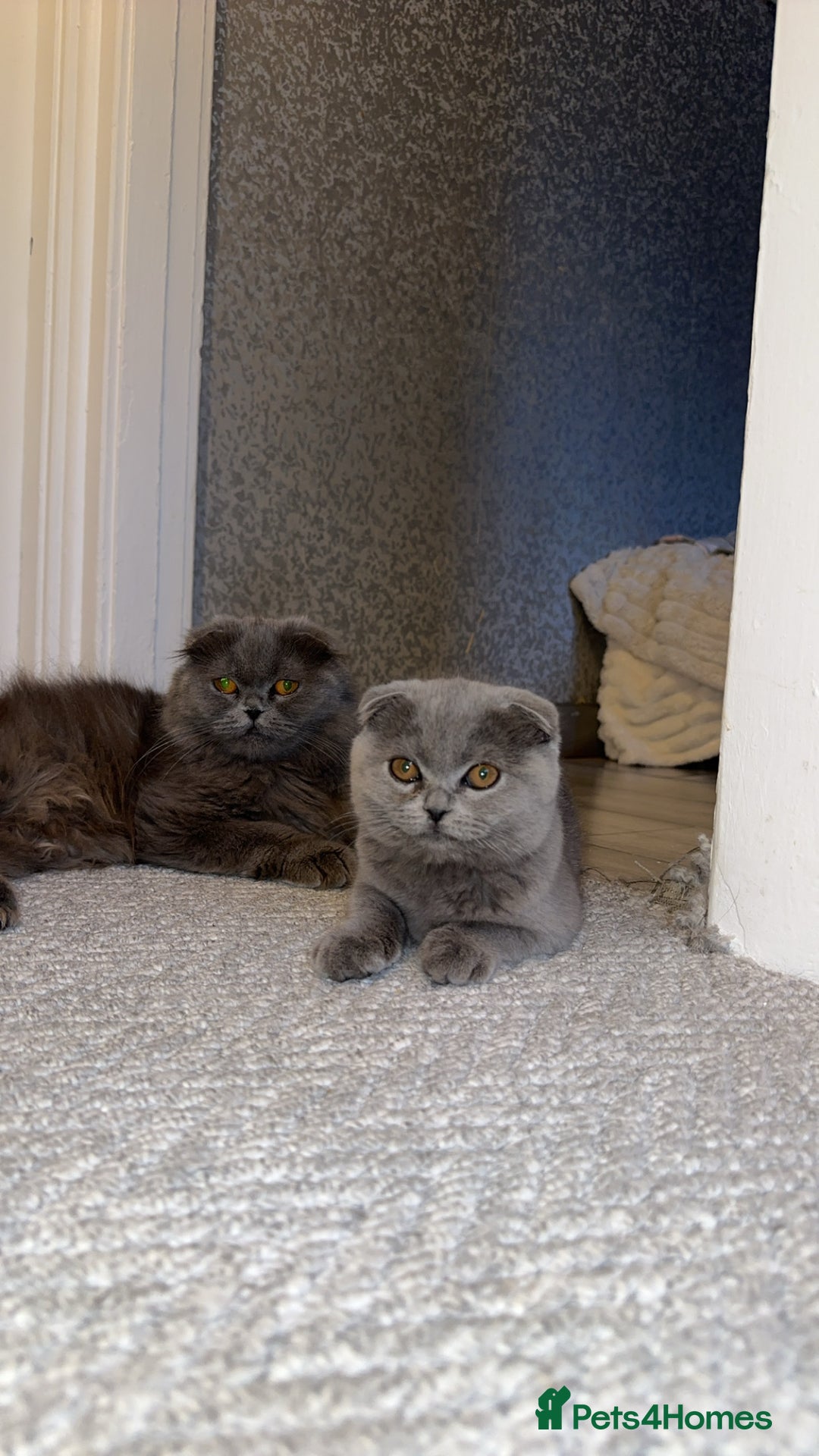 Scottish Fold cats for sale: Gorgeous fluffy Scottish fold available - Image 4