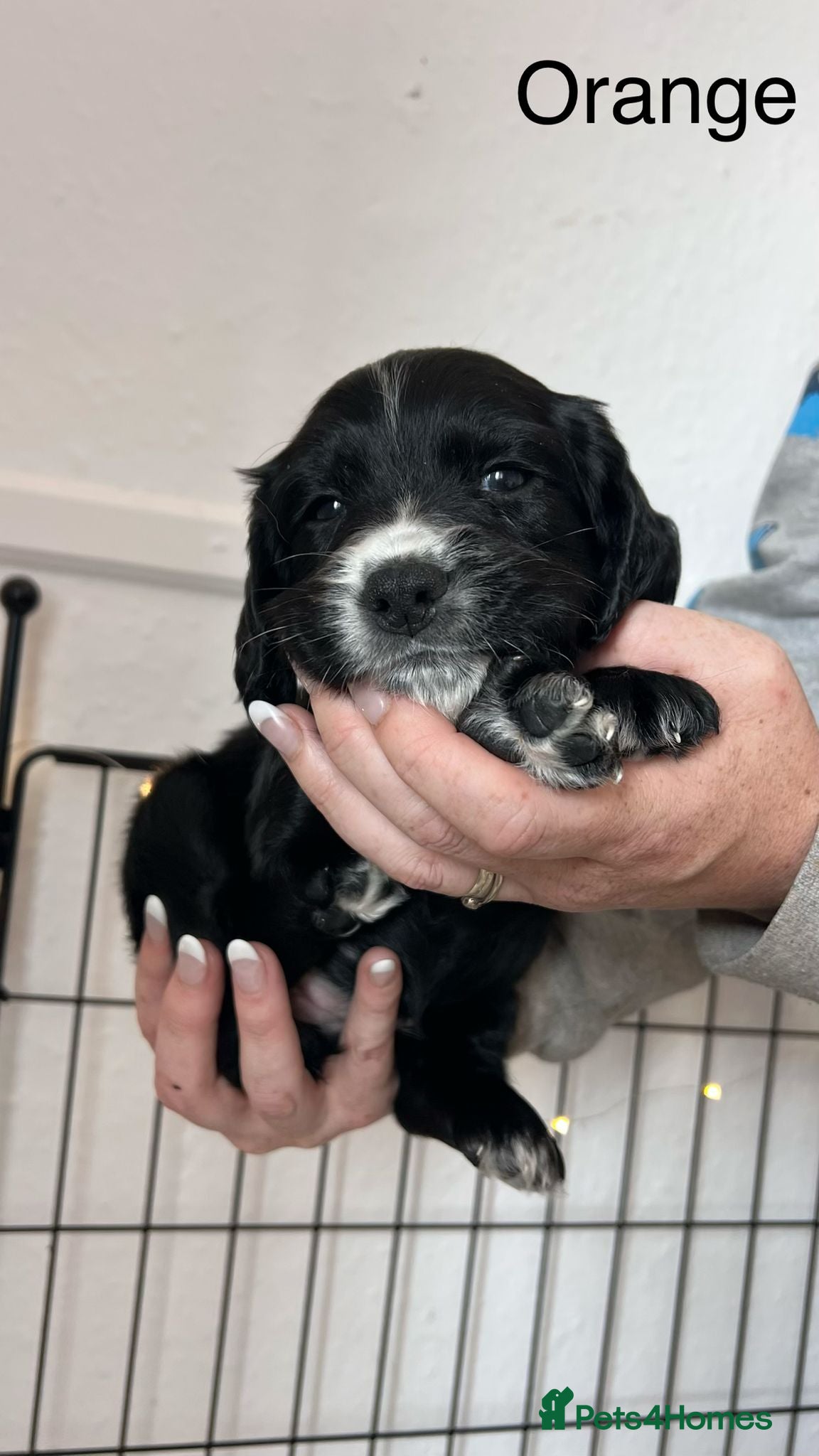 Sprocker dogs Working Sprocker puppies  - Advert 8