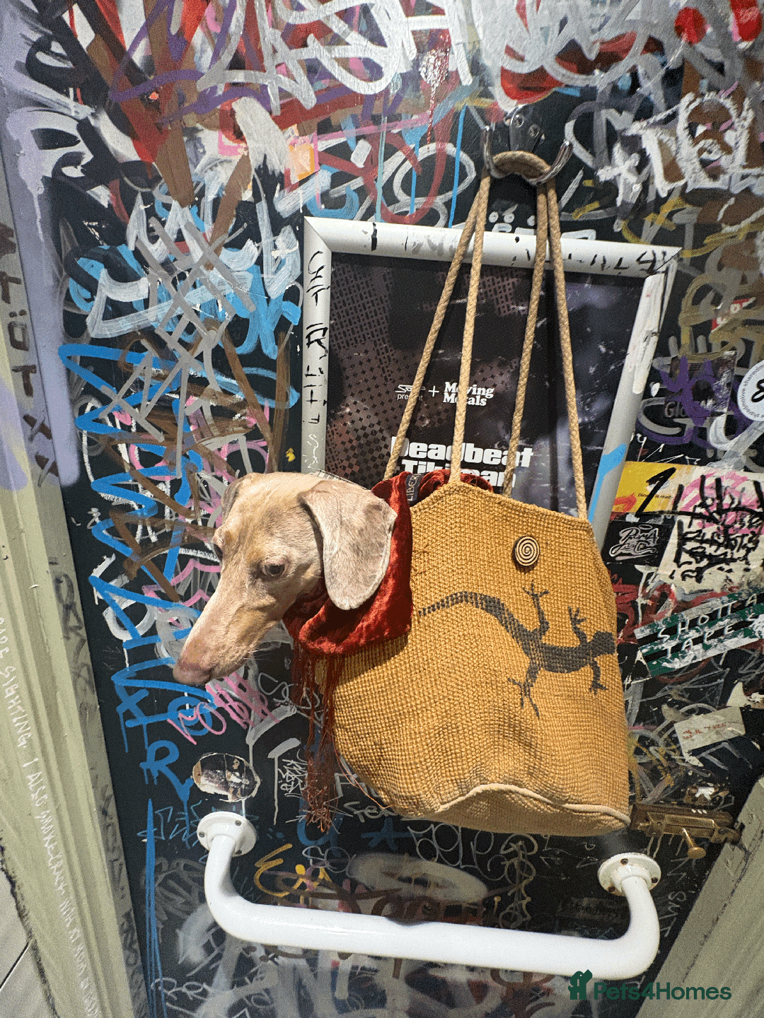 Miniature Dachshund dogs for sale: Buddy - Image 14