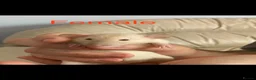 Rat rodents for sale: Adorable Dumbo Baby Rats, Looking For Loving Homes - Advert 20