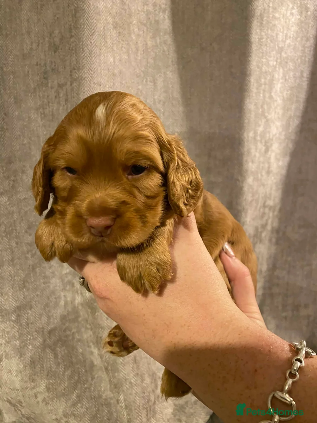 Cocker Spaniel dogs for sale: Well Bred working cocker spaniel bitches  - Advert 5