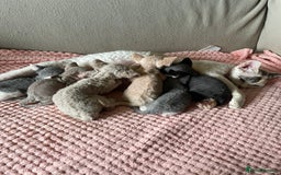 Devon Rex cats for sale: Adorable pure Devon Rex kittens  - Image 10