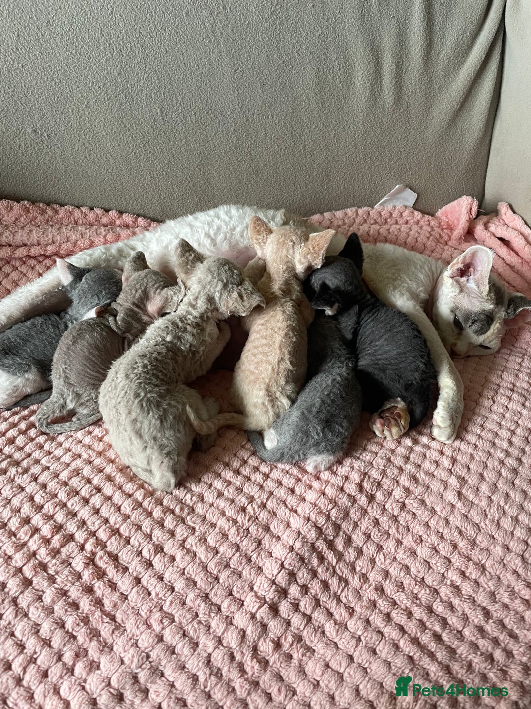 Devon Rex cats for sale: Adorable pure Devon Rex kittens  - Image 10