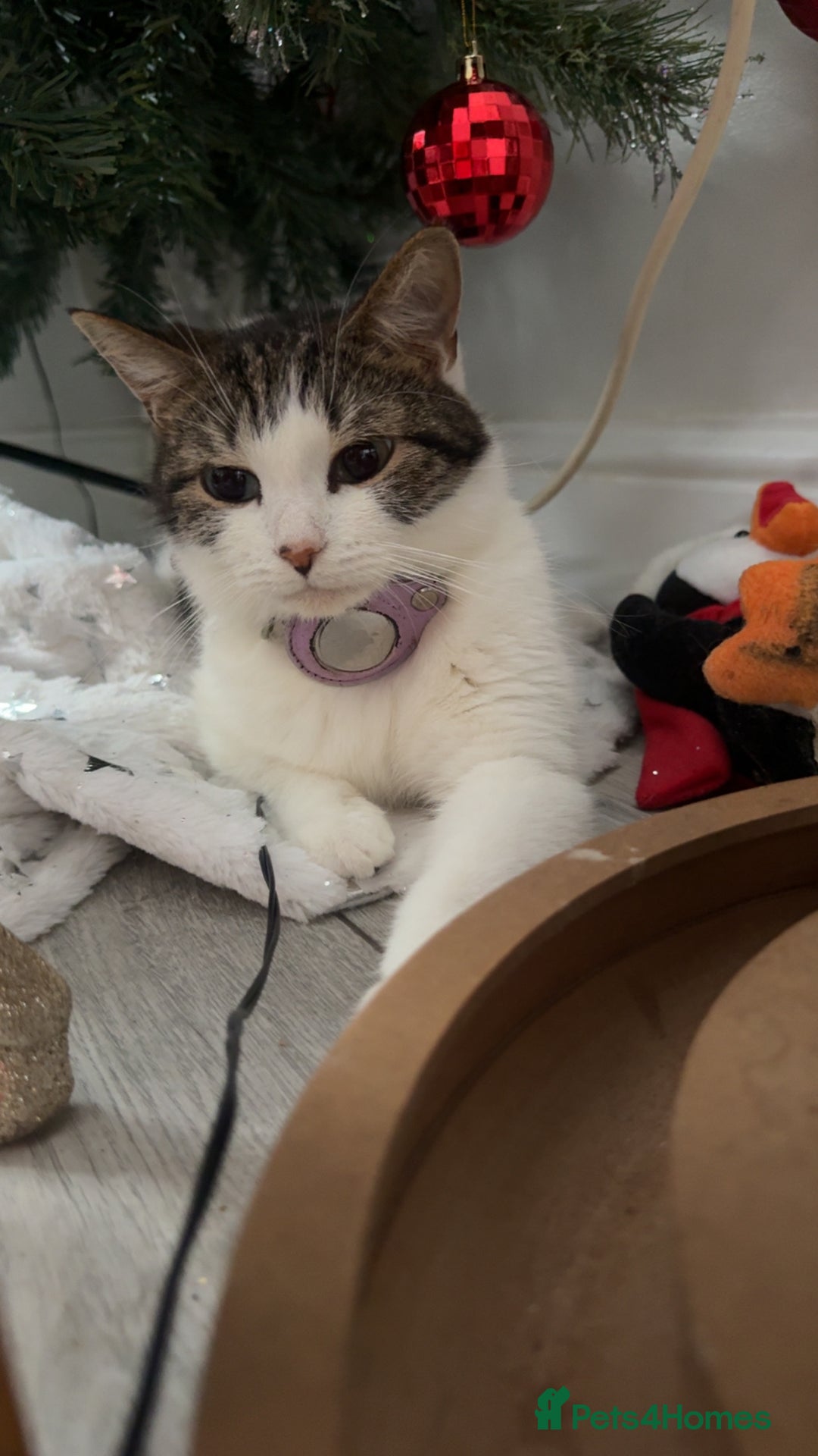 Mixed Breed cats for sale: Tabby Kittens - Advert 13