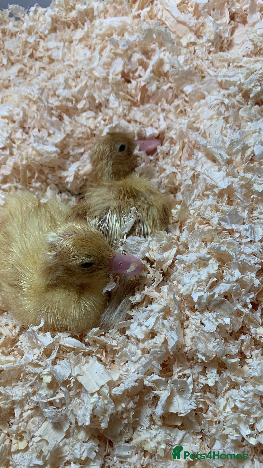 Canaries birds for sale: Pekin ducklings  - Image 9