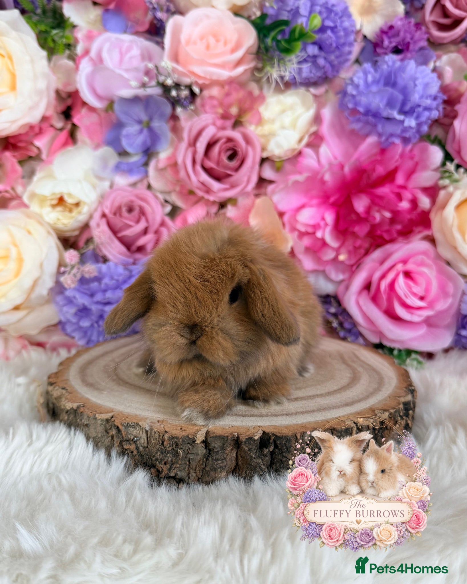 Mini Lop rabbits 🌸 VACCINATED MINI LOPS 🌸 xxx - Advert 5