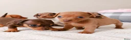 Chihuahua dogs for sale: Chiweenies *Stunning Tiny*  – Cosmo × Jimmy Choo - Advert 3
