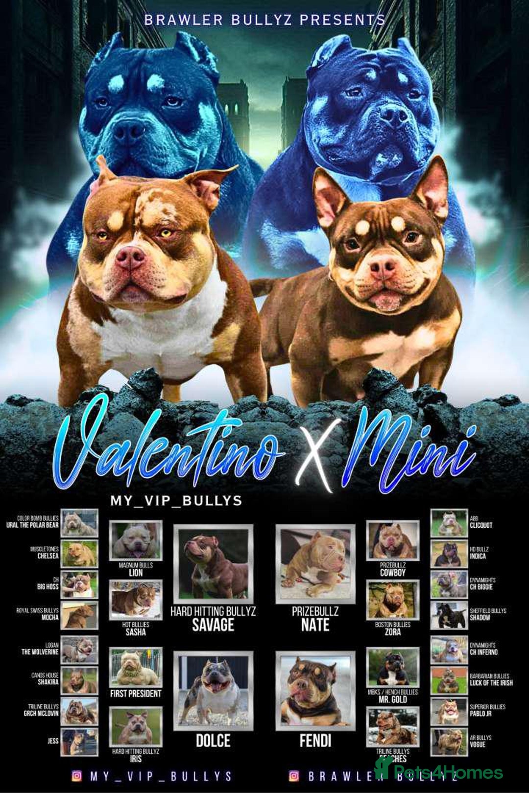 American Bully dogs for sale: ABKC best bloodline Ready to go Pocket Bully  - Advert 19