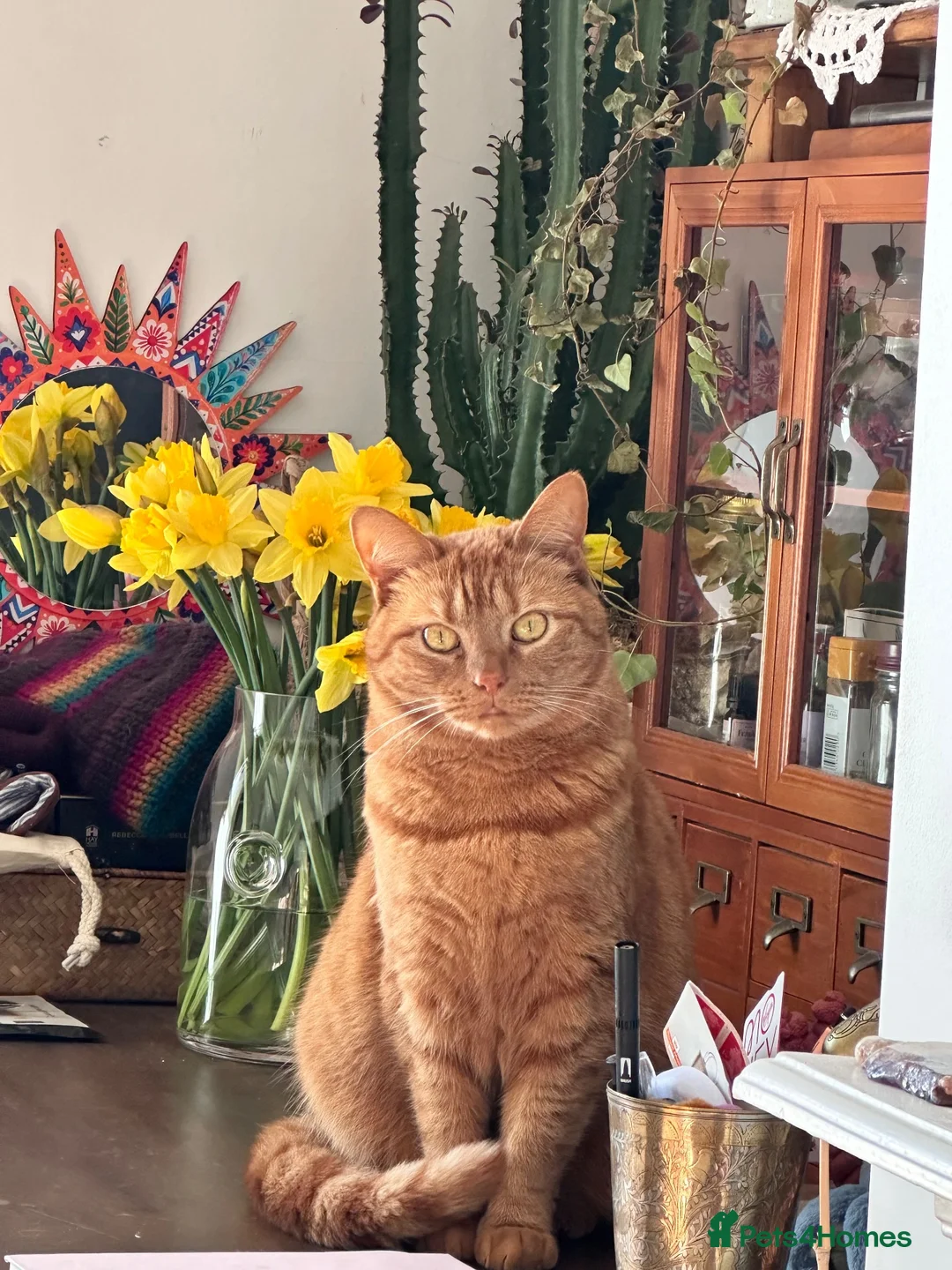 Mixed Breed cats for sale: Noodle  in Ipswich - Advert 2