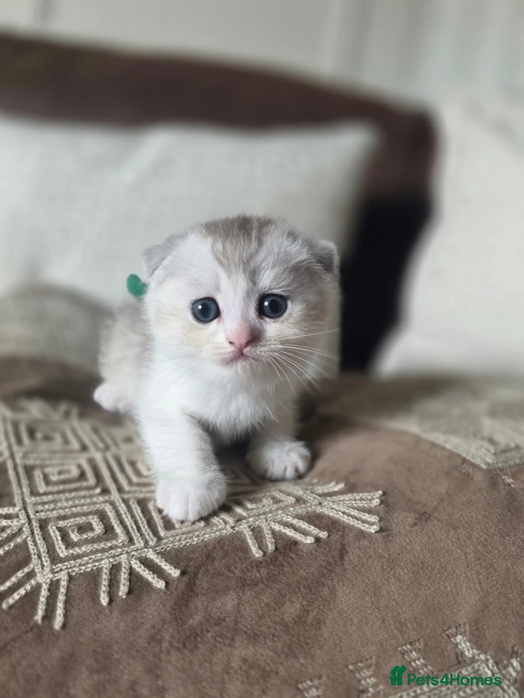 Munchkin cats for sale: Scottish Kilts ( MUNCHKIN FOLD) kittens 😸  in Gloucester - Advert 38